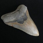 4.23" Megalodon Tooth