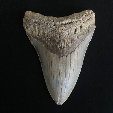 4.60" Megalodon Tooth