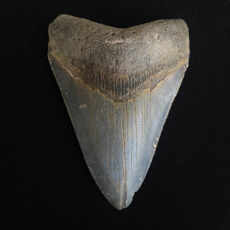 4.48" Megalodon Tooth
