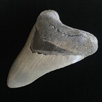 5.08" High Quality Serrated Megalodon Tooth