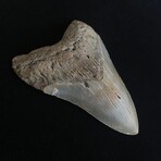 4.27" Megalodon Tooth