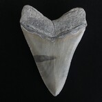 5.66" High Quality Serrated Megalodon Tooth