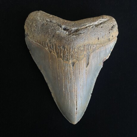 4.51" Megalodon Tooth
