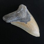 4.84" Megalodon Tooth