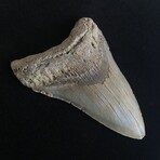 4.60" Megalodon Tooth