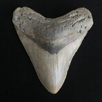 4.76" High Quality Megalodon Tooth
