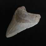 4.22" Megalodon Tooth