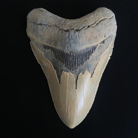 5.09" Serrated Megalodon Tooth