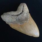 5.77" Huge Megalodon Tooth