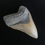 4.95" Serrated Megalodon Tooth