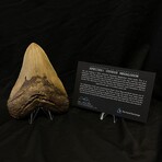 5.66" High Quality Megalodon Tooth