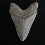 4.50" Megalodon Tooth V.2