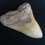5.73" Huge Megalodon Tooth