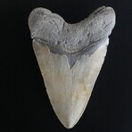 6.14" Giant High Quality Megalodon Tooth