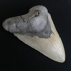 6.14" Giant High Quality Megalodon Tooth