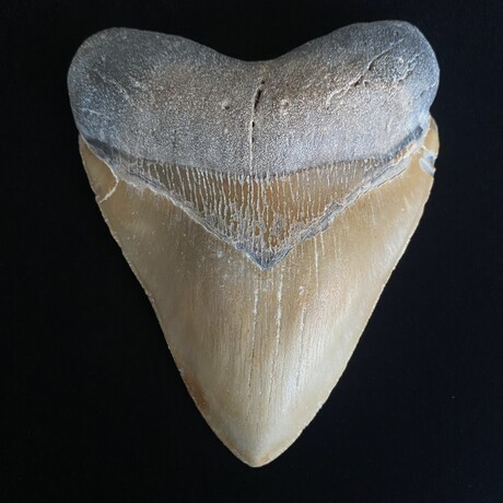 5.49" High Quality Megalodon Tooth V.2
