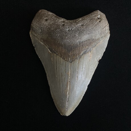4.22" Megalodon Tooth