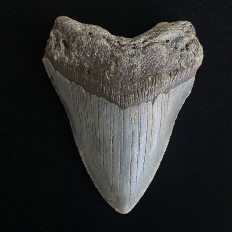 4.28" Serrated Megalodon Tooth