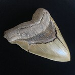 5.77" High Quality Serrated Megalodon Tooth