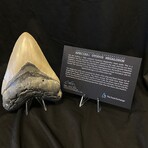 5.63" High Quality Serrated Megalodon Tooth