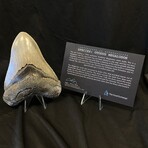 5.08" High Quality Serrated Megalodon Tooth