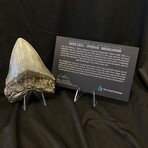 4.28" Serrated Megalodon Tooth