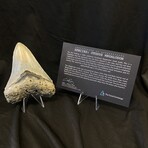 4.41" High Quality Serrated Megalodon Tooth