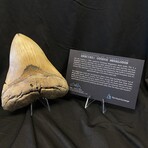 5.73" Huge Megalodon Tooth