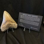 4.87" Colorful Megalodon Tooth