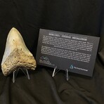 4.27" Megalodon Tooth