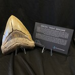 5.77" High Quality Serrated Megalodon Tooth