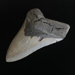 5.01" Megalodon Tooth