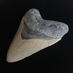 5.63" High Quality Serrated Megalodon Tooth