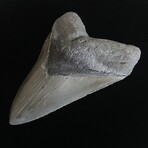 5.66" High Quality Serrated Megalodon Tooth