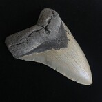 5.01" Megalodon Tooth