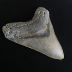 4.76" High Quality Megalodon Tooth