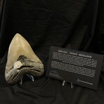 5.48" High Quality Megalodon Tooth
