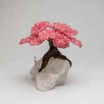 Large Genuine Rose Quartz Clustered Gemstone Tree on Quartz Crystal Matrix // The Tree of Light// 3.5lb