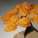 Large Citrine Clustered Gemstone Tree on Clear Quartz Matrix // The Tree of Prosperity