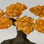 Small Citrine Clustered Gemstone Tree on Clear Quartz Matrix // The Tree of Prosperity // 1lb
