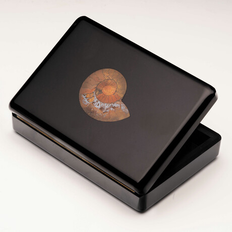 Handcrafted Black Dolomite Box With Inlaid Ammonite Half