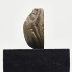 Fine Canaanite Scarab // 1750-1570 BC