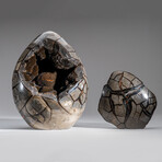 Genuine Polished Septarian Egg & Acrylic Display Stand // 30 lb