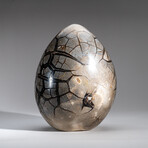 Genuine Polished Septarian Egg & Acrylic Display Stand // 30 lb