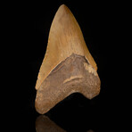 Megalodon Tooth // 4.5"High // Ver. 1