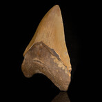 Megalodon Tooth // 4.5"High // Ver. 1