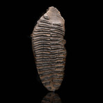 Woolly Mammoth Molar And Root // 3.0 lb