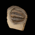 Trilobite Fossil (Damesellidae) // 190g