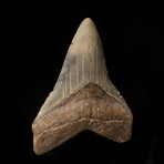 Megalodon Tooth // 4.5"High // Ver. 2