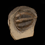 Trilobite Fossil (Damesellidae) // 190g